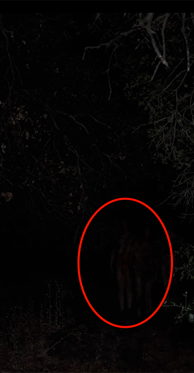 Cryptid sighting in the woods, red circle marking the figure